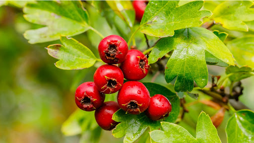 Hawthorn Berries