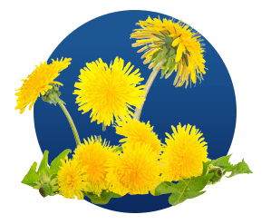 Dandelion (Taraxacum)