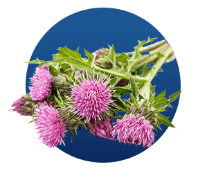 Milk Thistle (Silymarin)