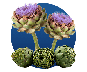 Artichoke (Cynara Scolymus)