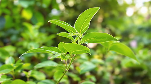 Gymnema Sylvestre
