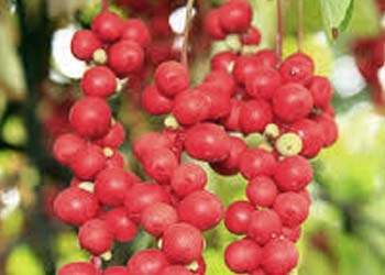 Schisandra Berry
