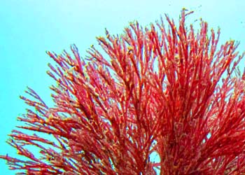 Haematococcus Pluvialis