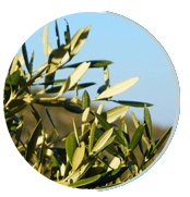 Olive Leaf Extract
