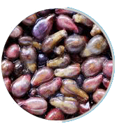 Grape Seed Extract