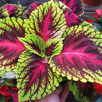 Coleus Forskohlii